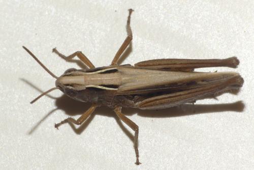 Réf. 240 073 : Omocestus viridulus